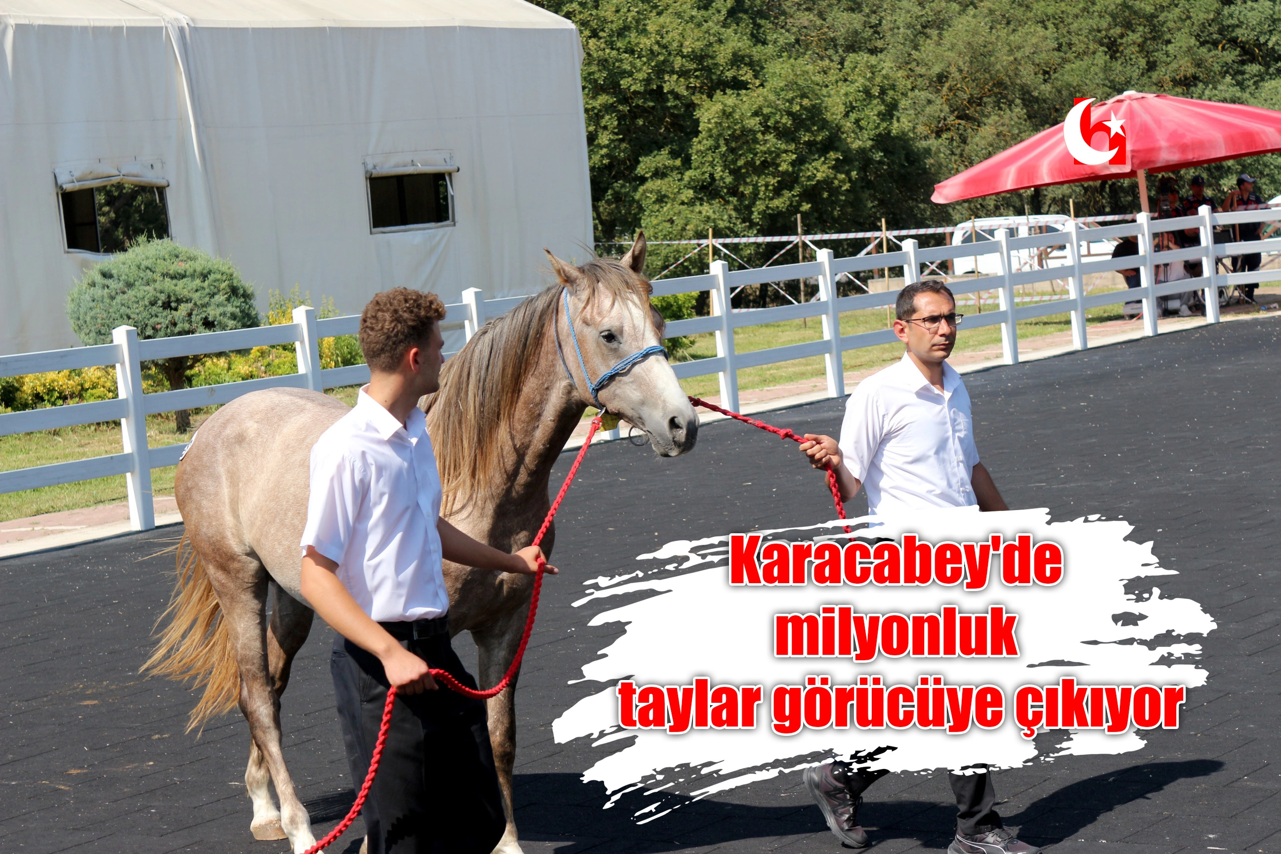 Karacabey'de milyonluk taylar görücüye çıkıyor