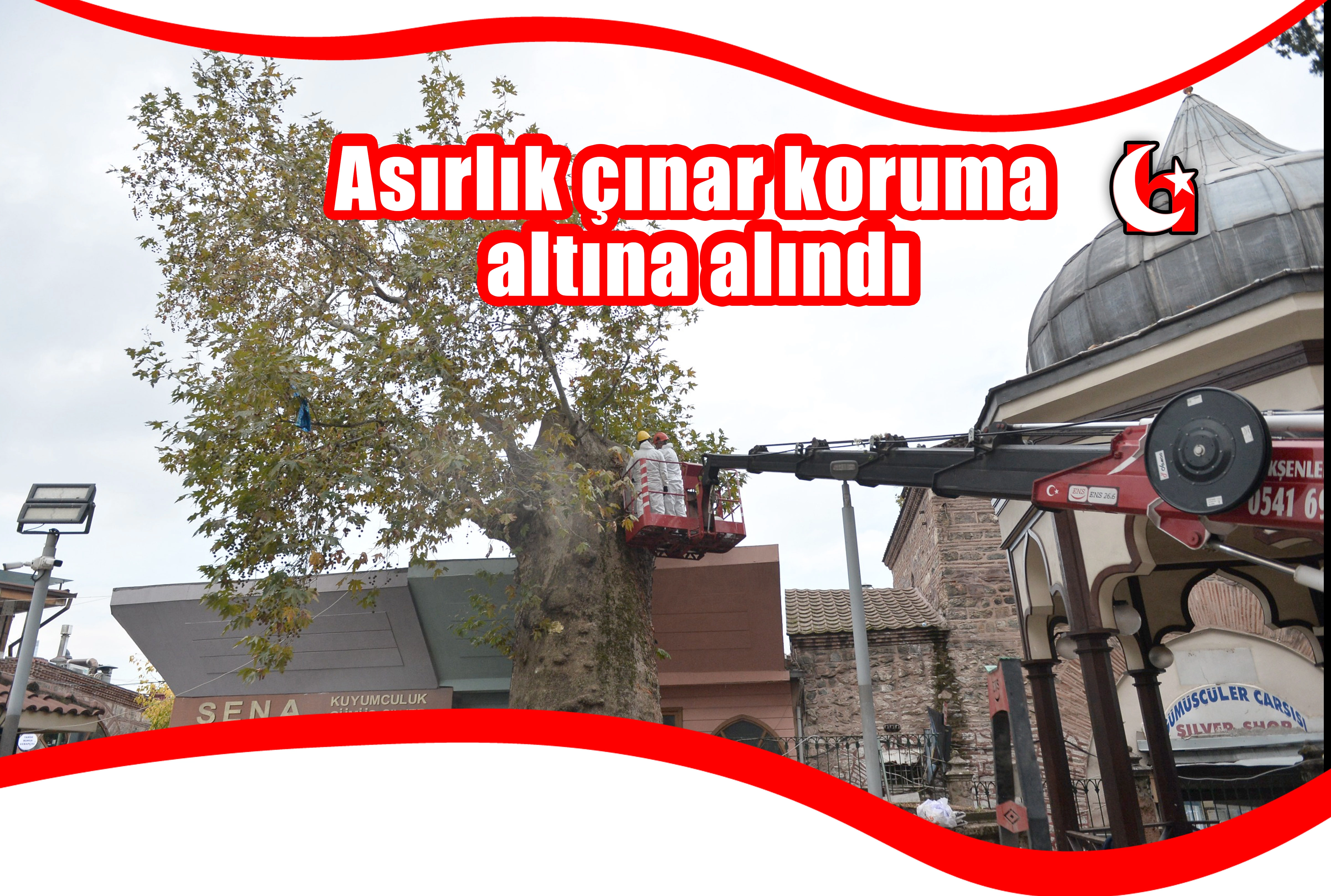 Asırlık çınar koruma  altına alındı