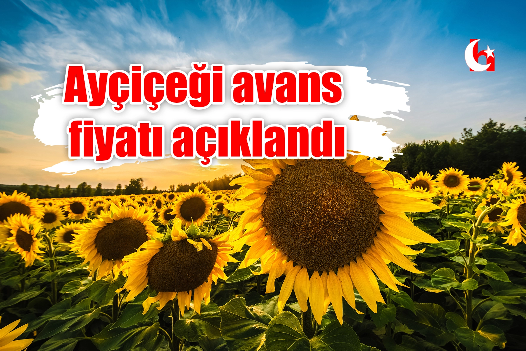Ayçiçeği avans fiyatı açıklandı