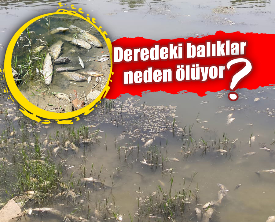 Deredeki balıklar  neden ölüyor?