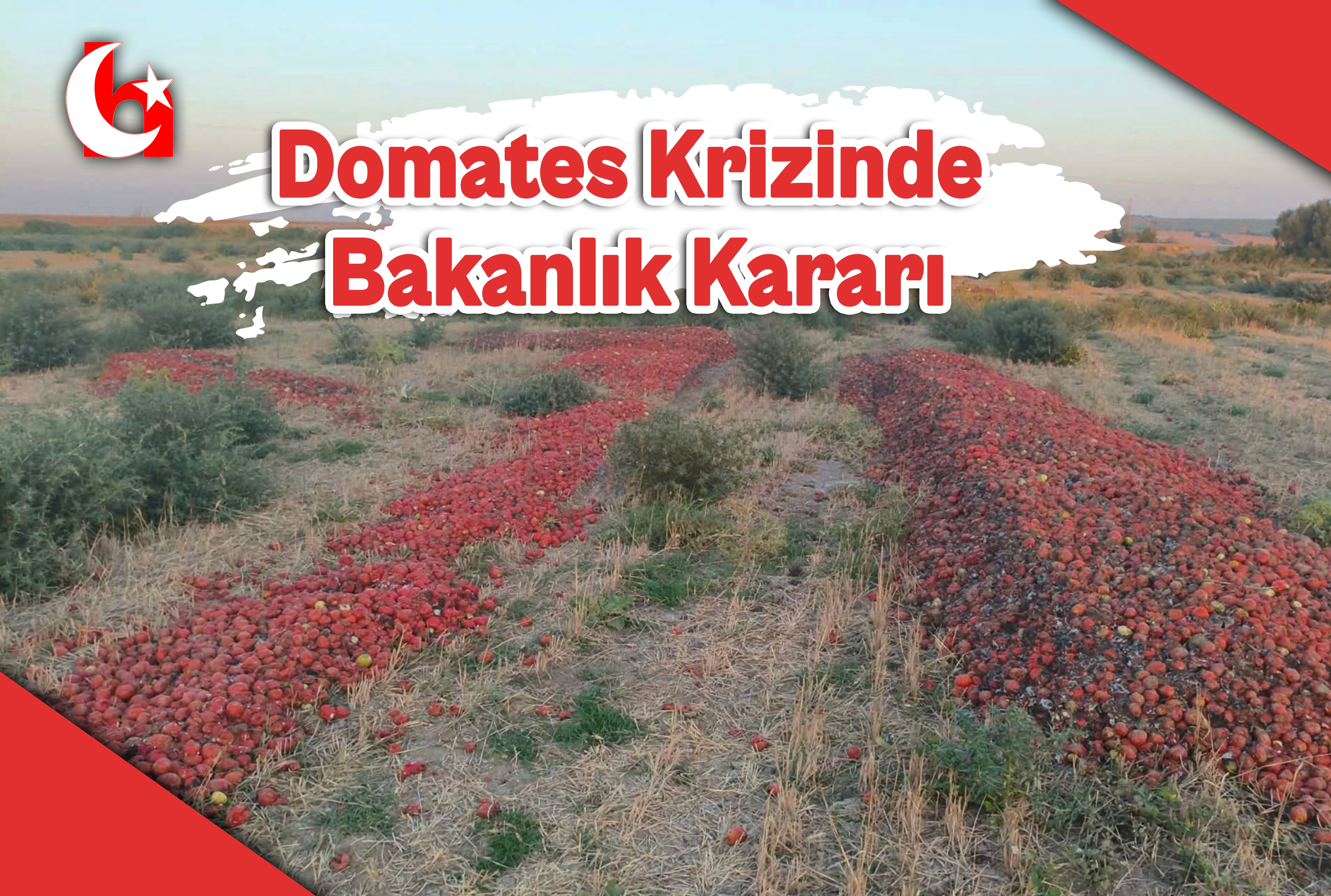 Domates Krizinde Bakanlık Kararı