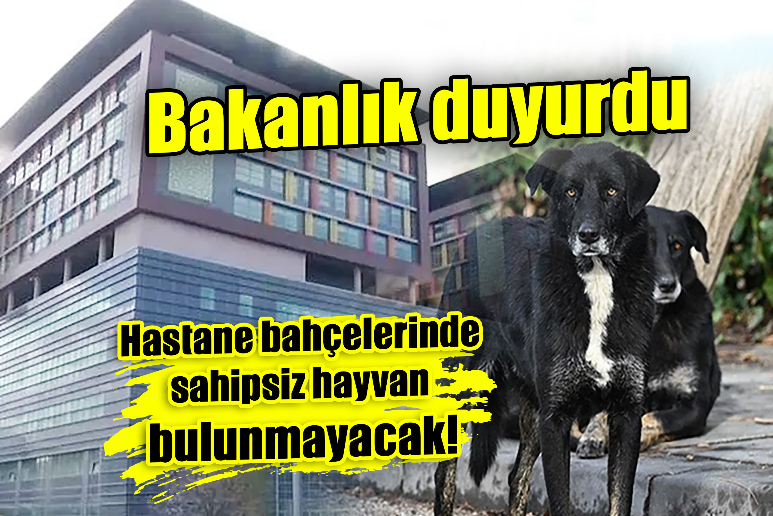  Hastane bahçelerinde sahipsiz hayvan bulunmayacak!