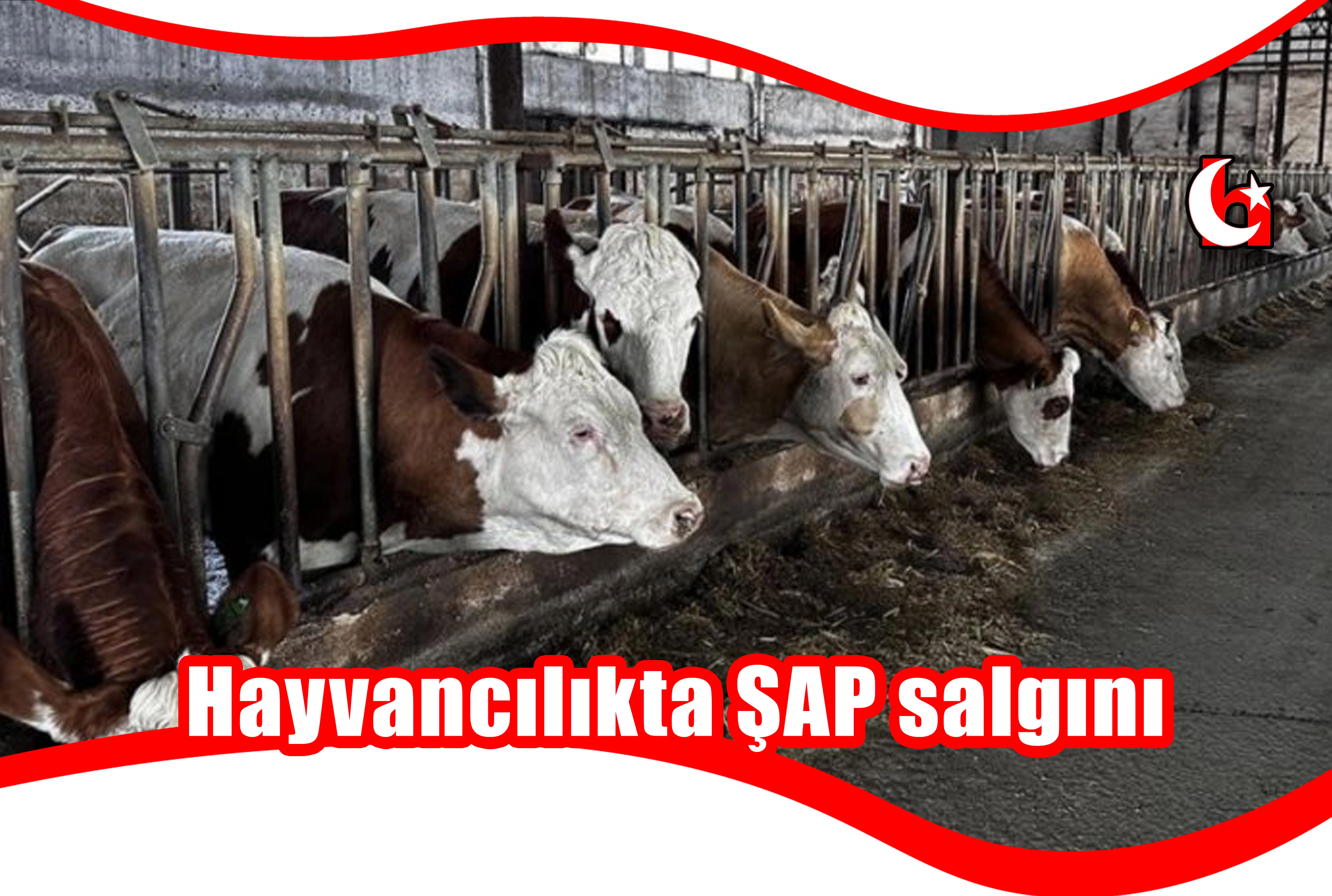 Hayvancılıkta ŞAP salgını