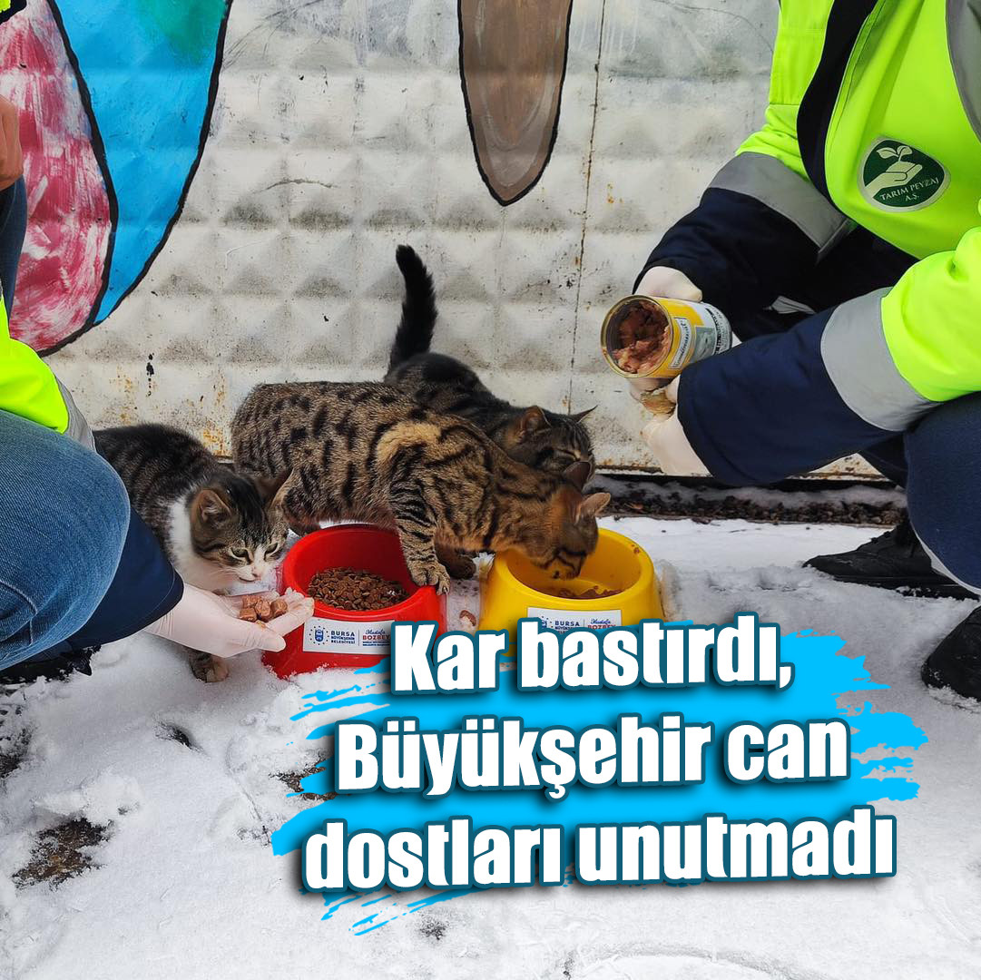 Kar bastırdı, Büyükşehir can dostları unutmadı