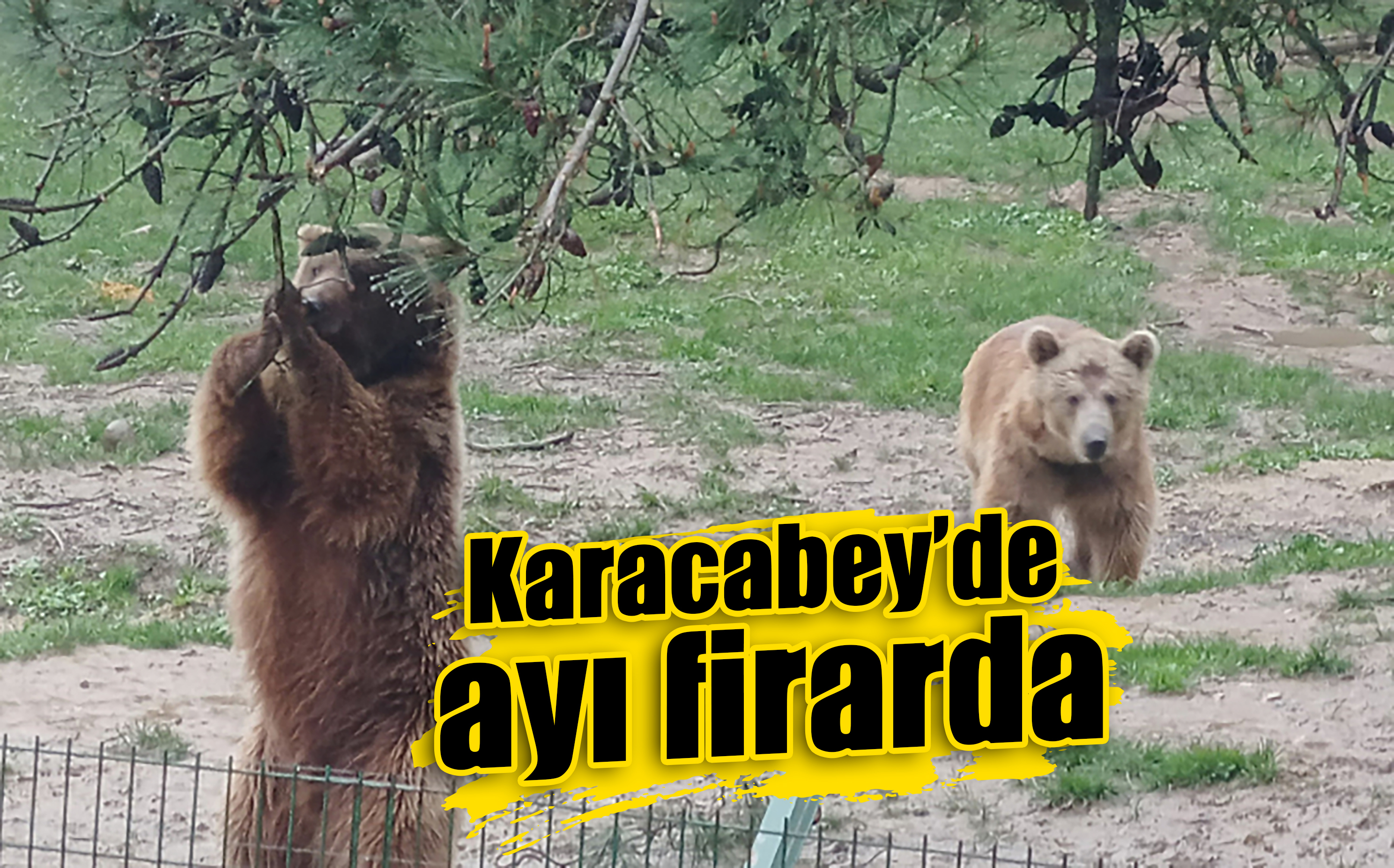 Karacabey’de ayı firarda