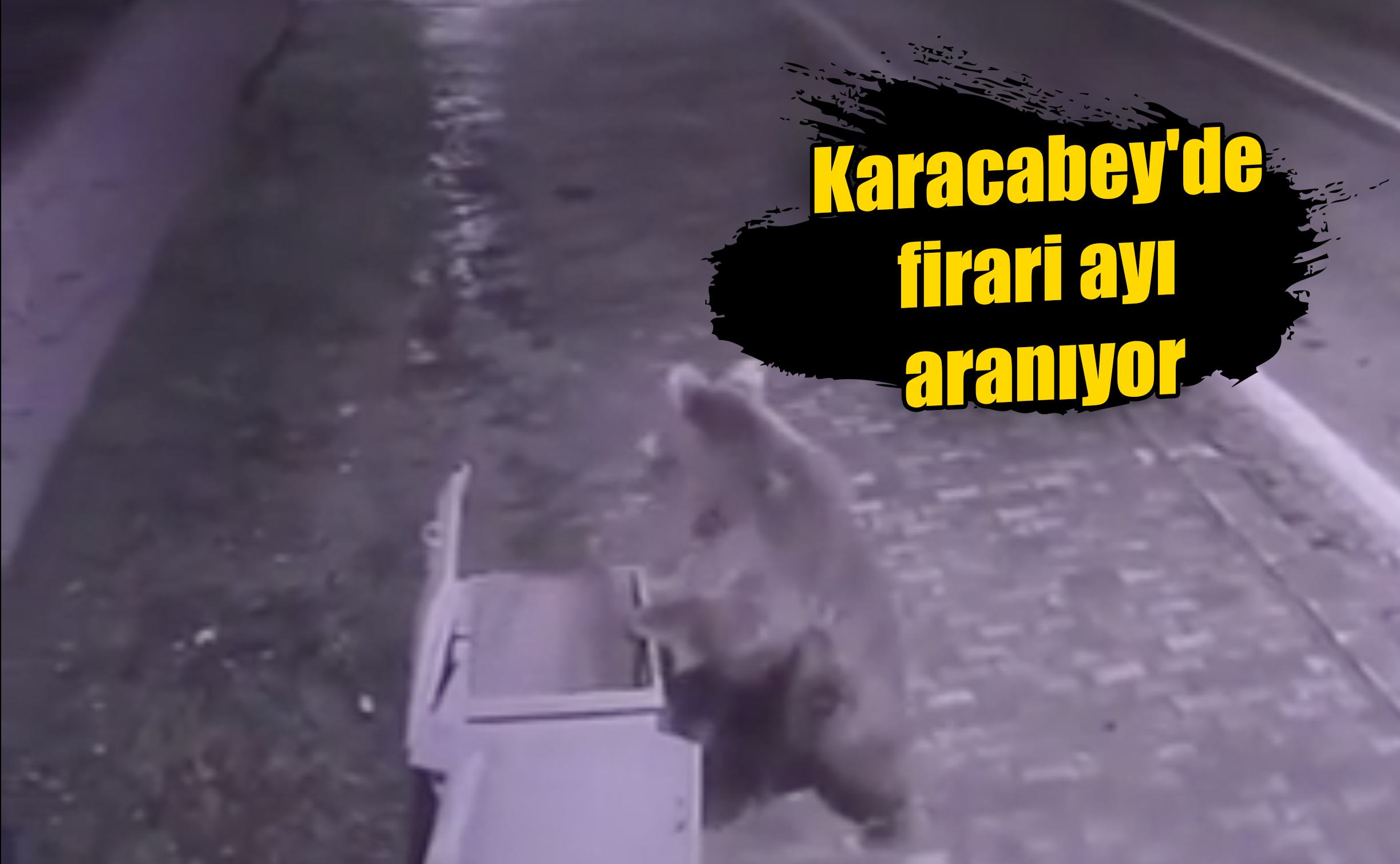 Karacabey'de firari ayı aranıyor