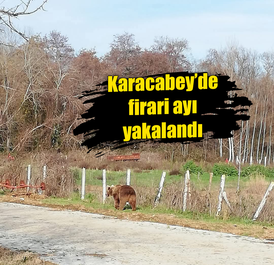 Karacabey’de firari ayı yakalandı