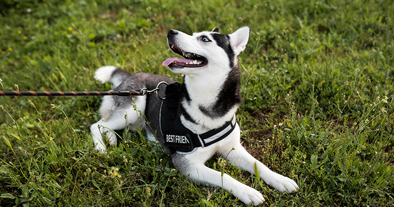 Köpeklerin Sürekli Havlamasını Azaltmanın Etkili Yolları