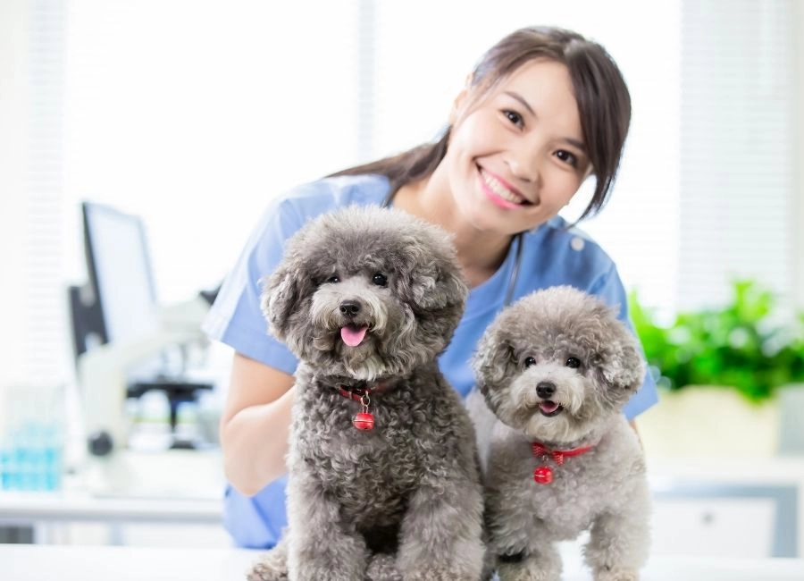 Minik Dostlarınız İçin Güvenli Eller: The Vets Hub Ayrıcalığı