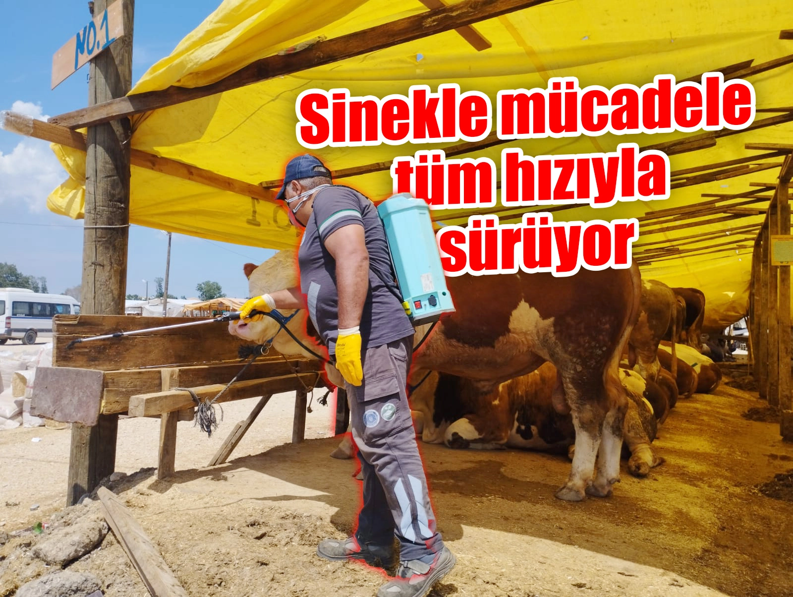 Sinekle mücadele tüm hızıyla sürüyor