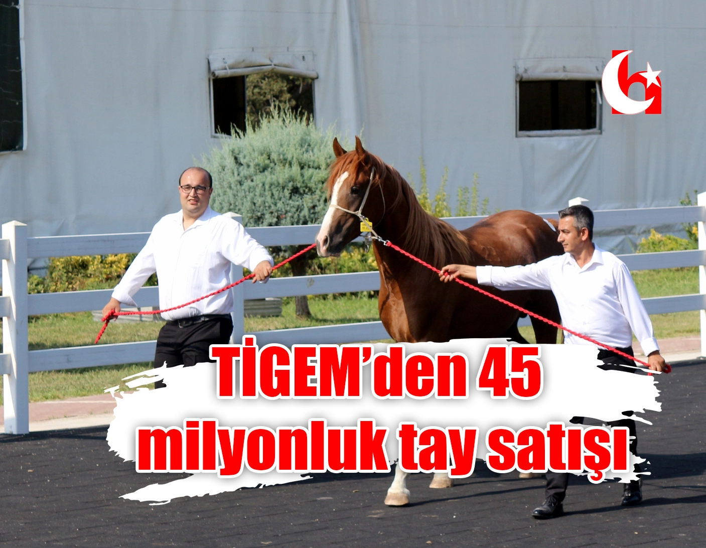 TİGEM’den 45 milyonluk tay satışı