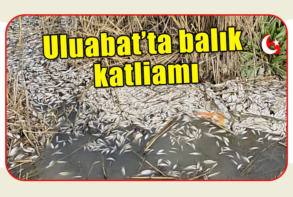 Uluabat&rsquo;ta balık katliamı