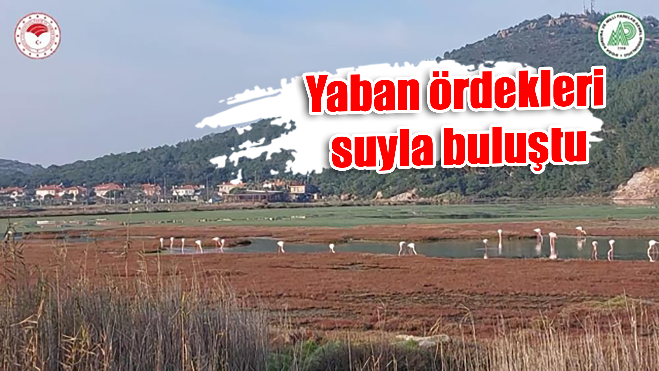 Yaban ördekleri suyla buluştu