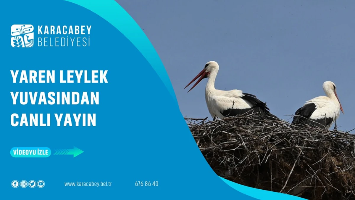 Yaren leyleğin yuvasından canlı yayın