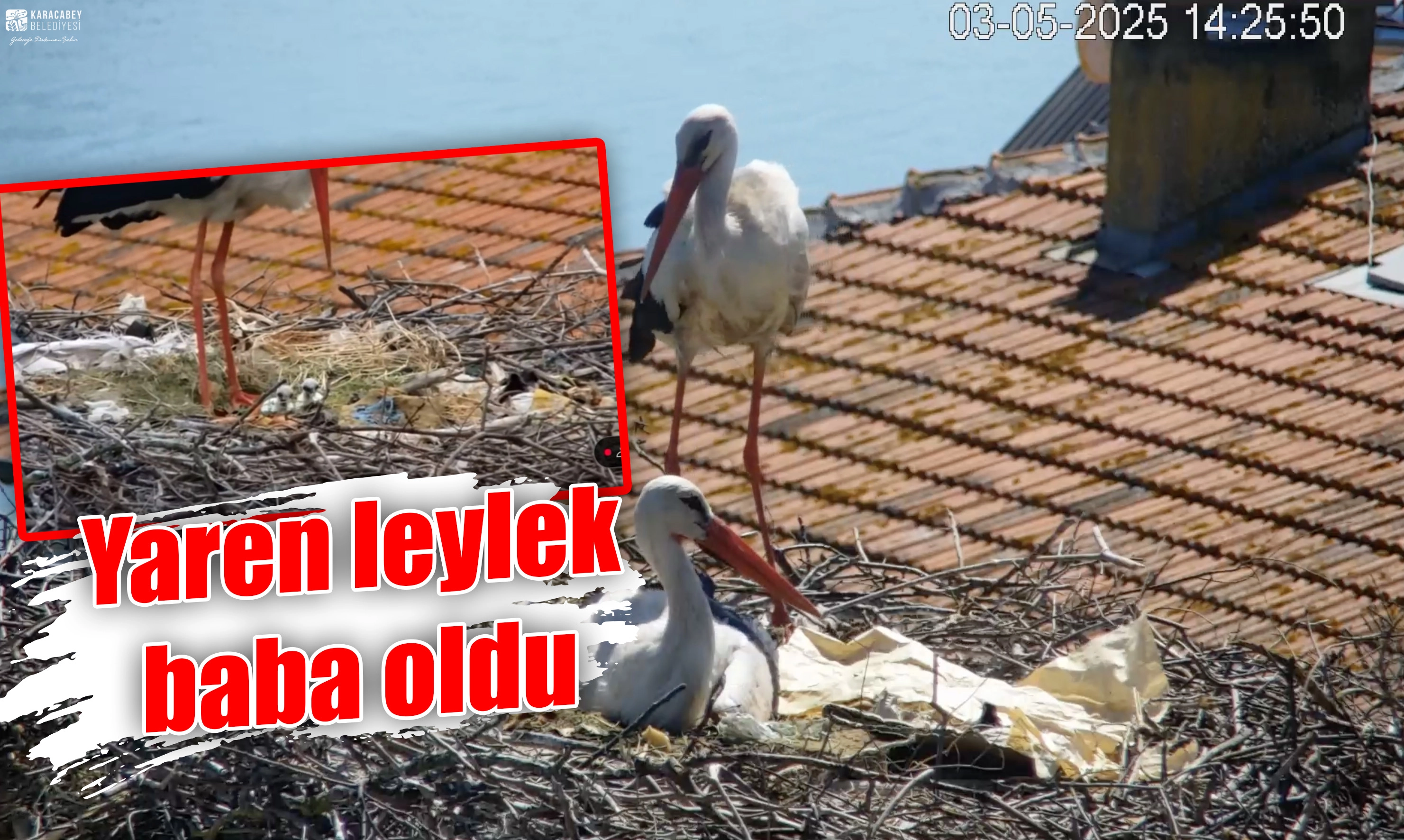 Yaren leylek baba oldu